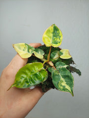 Philodendron Billietiae Variegata (zum aussuchen)