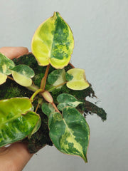 Philodendron Billietiae Variegata (zum aussuchen)