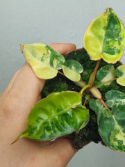 Philodendron Billietiae Variegata (zum aussuchen)