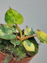 Philodendron Billietiae Variegata (zum aussuchen)