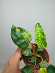 Philodendron Billietiae Variegata (zum aussuchen)