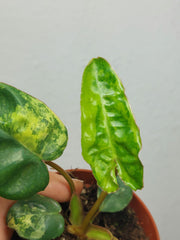 Philodendron Billietiae Variegata (zum aussuchen)