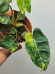 Philodendron Billietiae Variegata (zum aussuchen)