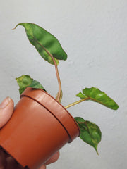 Philodendron Billietiae Variegata (zum aussuchen)