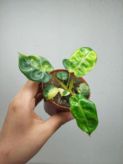 Philodendron Billietiae Variegata (zum aussuchen)