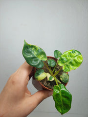 Philodendron Billietiae Variegata (zum aussuchen)