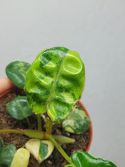 Philodendron Billietiae Variegata (zum aussuchen)