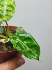 Philodendron Billietiae Variegata (zum aussuchen)