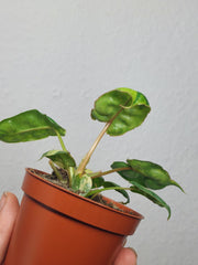 Philodendron Billietiae Variegata (zum aussuchen)