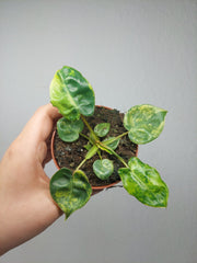 Philodendron Billietiae Variegata (zum aussuchen)