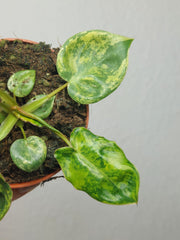 Philodendron Billietiae Variegata (zum aussuchen)