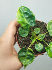 Philodendron Billietiae Variegata (zum aussuchen)
