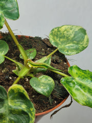 Philodendron Billietiae Variegata (zum aussuchen)