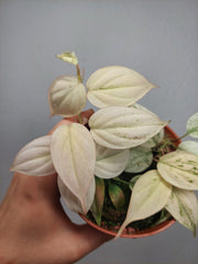 Philodendron Micans Pink Marble Variegata