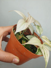 Philodendron Micans Pink Marble Variegata