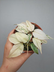 Philodendron Micans Pink Marble Variegata