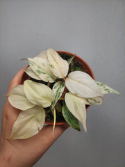 Philodendron Micans Pink Marble Variegata