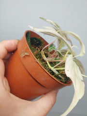 Philodendron Micans Pink Marble Variegata