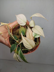 Philodendron Micans Pink Marble Variegata