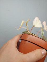 Philodendron Micans Pink Marble Variegata