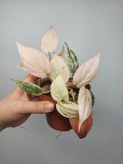 Philodendron Micans Pink Marble Variegata