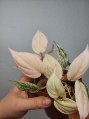 Philodendron Micans Pink Marble Variegata