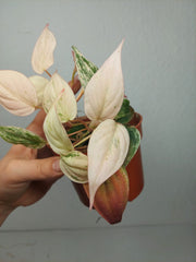 Philodendron Micans Pink Marble Variegata