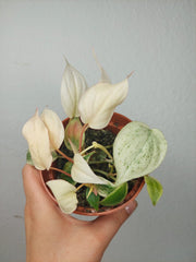 Philodendron Micans Pink Marble Variegata