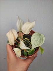 Philodendron Micans Pink Marble Variegata