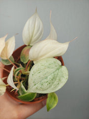 Philodendron Micans Pink Marble Variegata