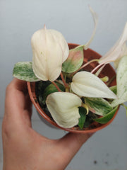 Philodendron Micans Pink Marble Variegata