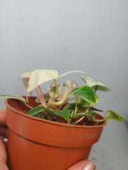 Philodendron Micans Pink Marble Variegata
