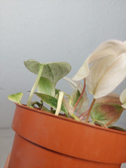 Philodendron Micans Pink Marble Variegata