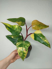 Philodendron Strawberry Shake