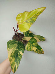 Philodendron Strawberry Shake