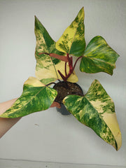 Philodendron Strawberry Shake