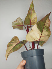 Philodendron Strawberry Shake