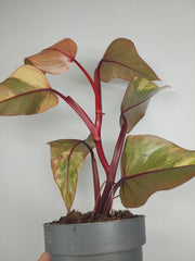 Philodendron Strawberry Shake