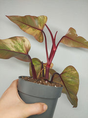 Philodendron Strawberry Shake