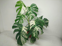 Monstera Variegata (zum aussuchen)