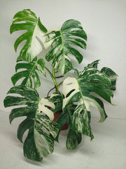 Monstera Variegata (zum aussuchen)