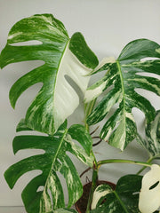 Monstera Variegata (zum aussuchen)
