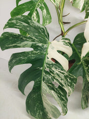 Monstera Variegata (zum aussuchen)