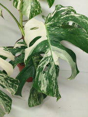 Monstera Variegata (zum aussuchen)