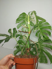 Monstera Variegata (zum aussuchen)
