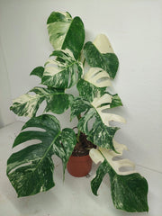 Monstera Variegata (zum aussuchen)