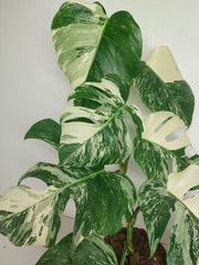 Monstera Variegata (zum aussuchen)