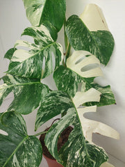 Monstera Variegata (zum aussuchen)