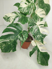 Monstera Variegata (zum aussuchen)
