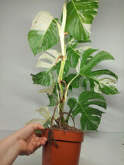 Monstera Variegata (zum aussuchen)